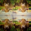 170 Cows - 3-ply - Ambiente
